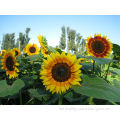 sunflower farming seeds